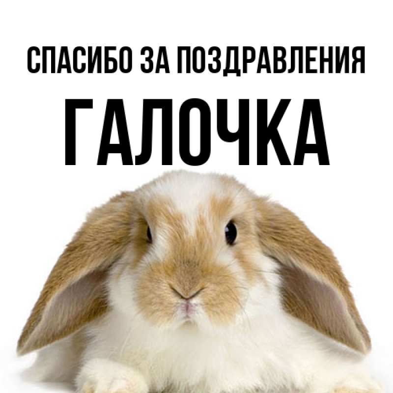 Картинка Спасибо за поздравления, Галочка