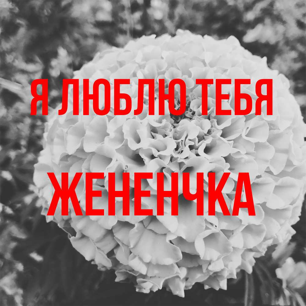 Открытка  с именем. Жененчка, Я люблю тебя  
