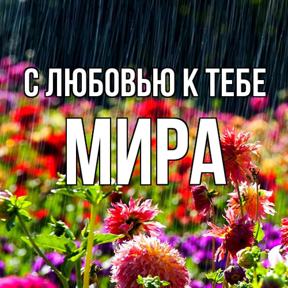 Открытка  с именем. Мира, С любовью к тебе  