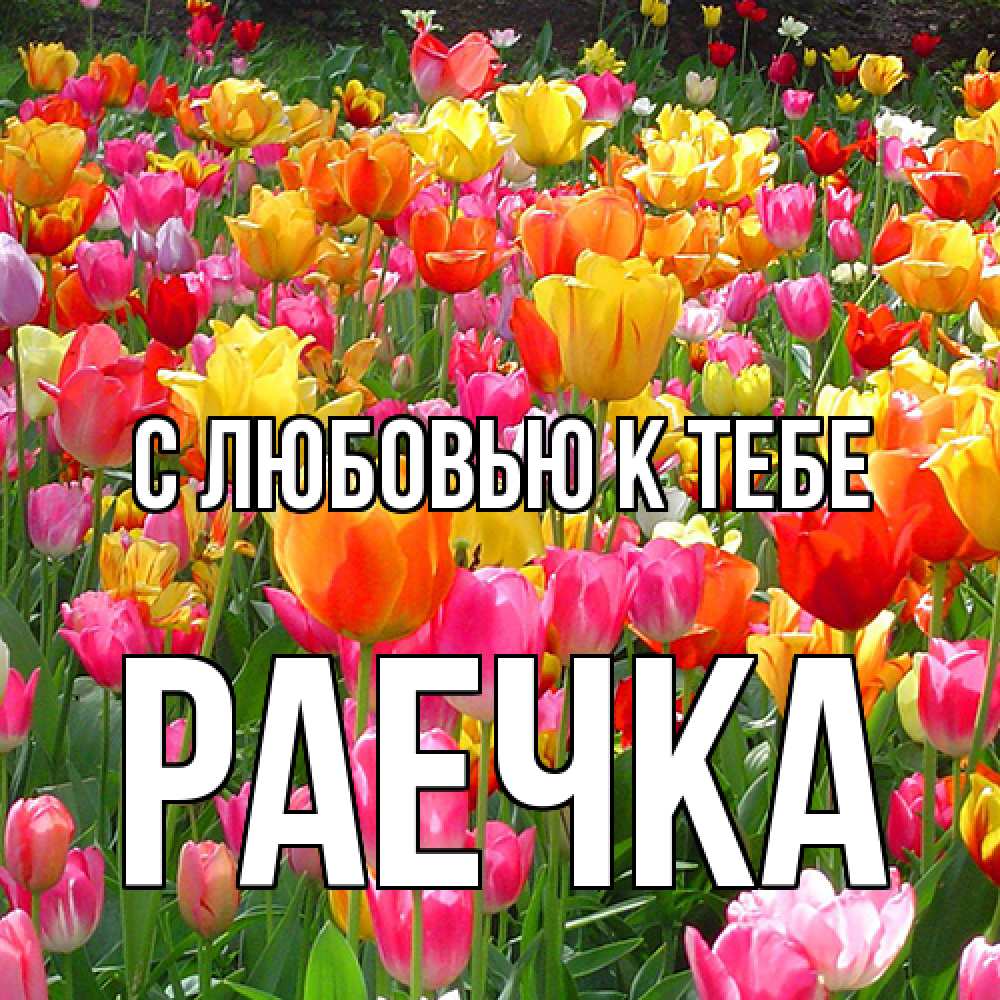 Открытка  с именем. Раечка, С любовью к тебе  