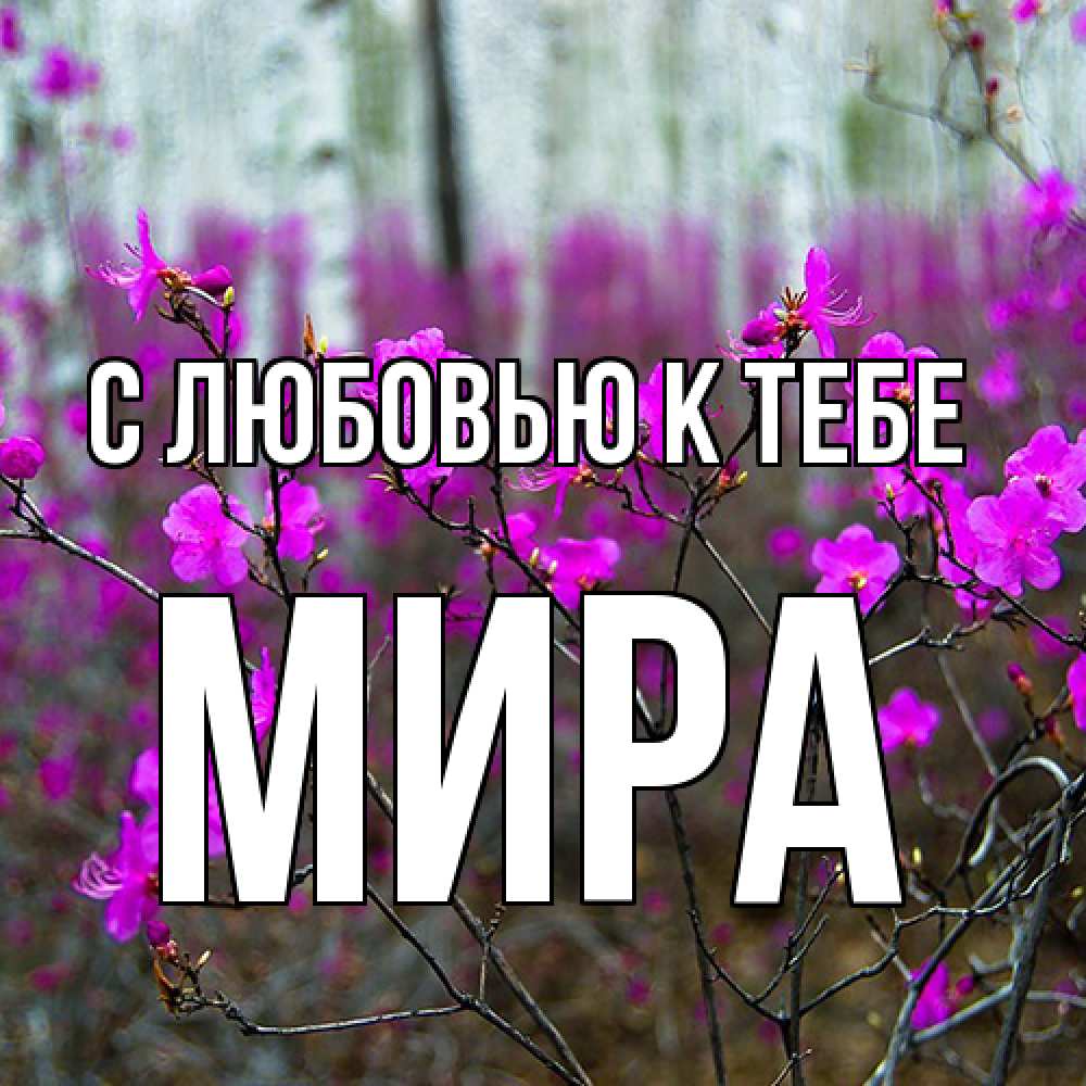 Открытка  с именем. Мира, С любовью к тебе  