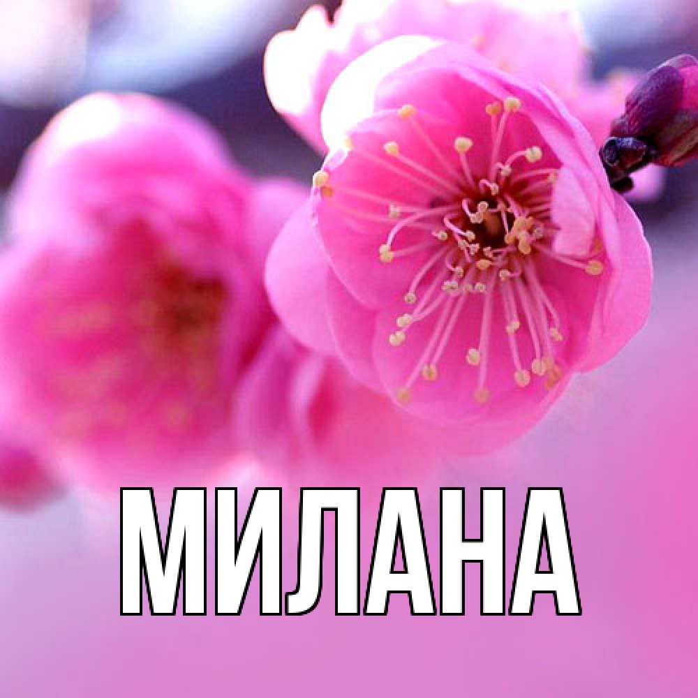 Открытка  с именем. Милана, Главная  