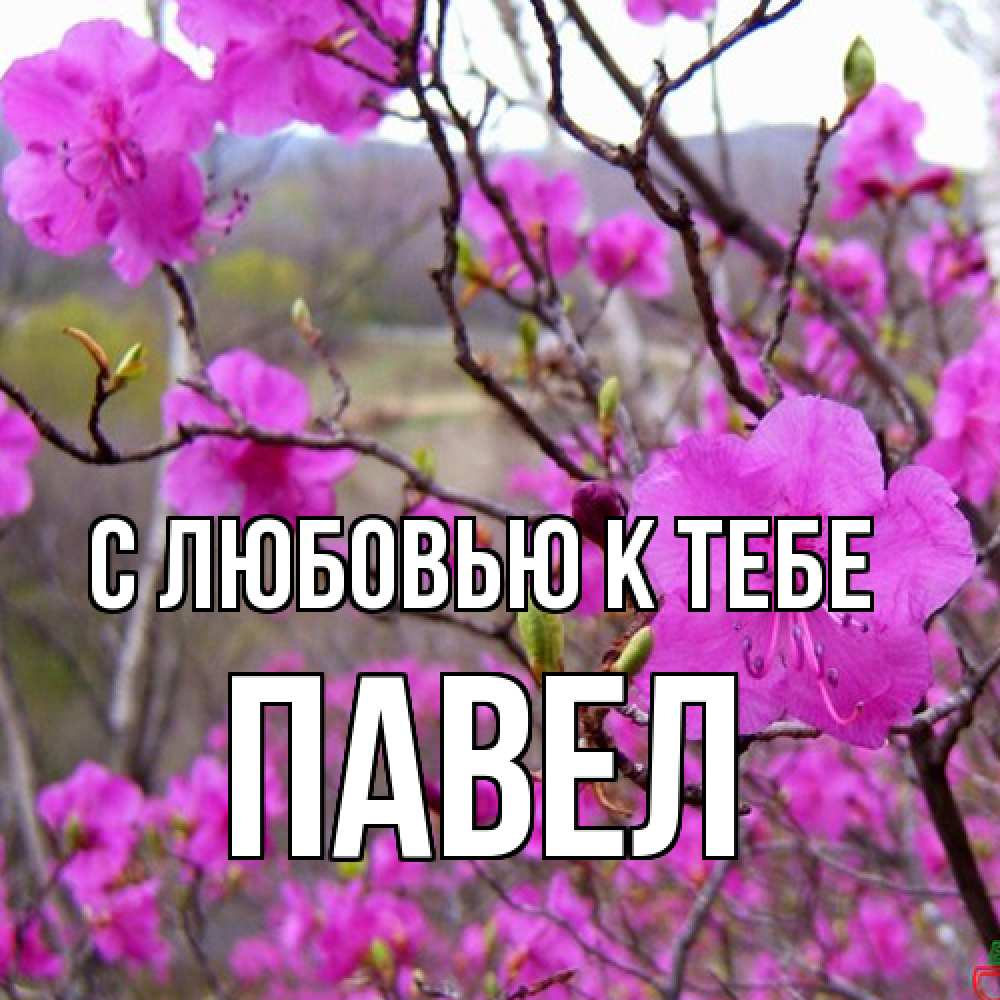 Открытка  с именем. Павел, С любовью к тебе  