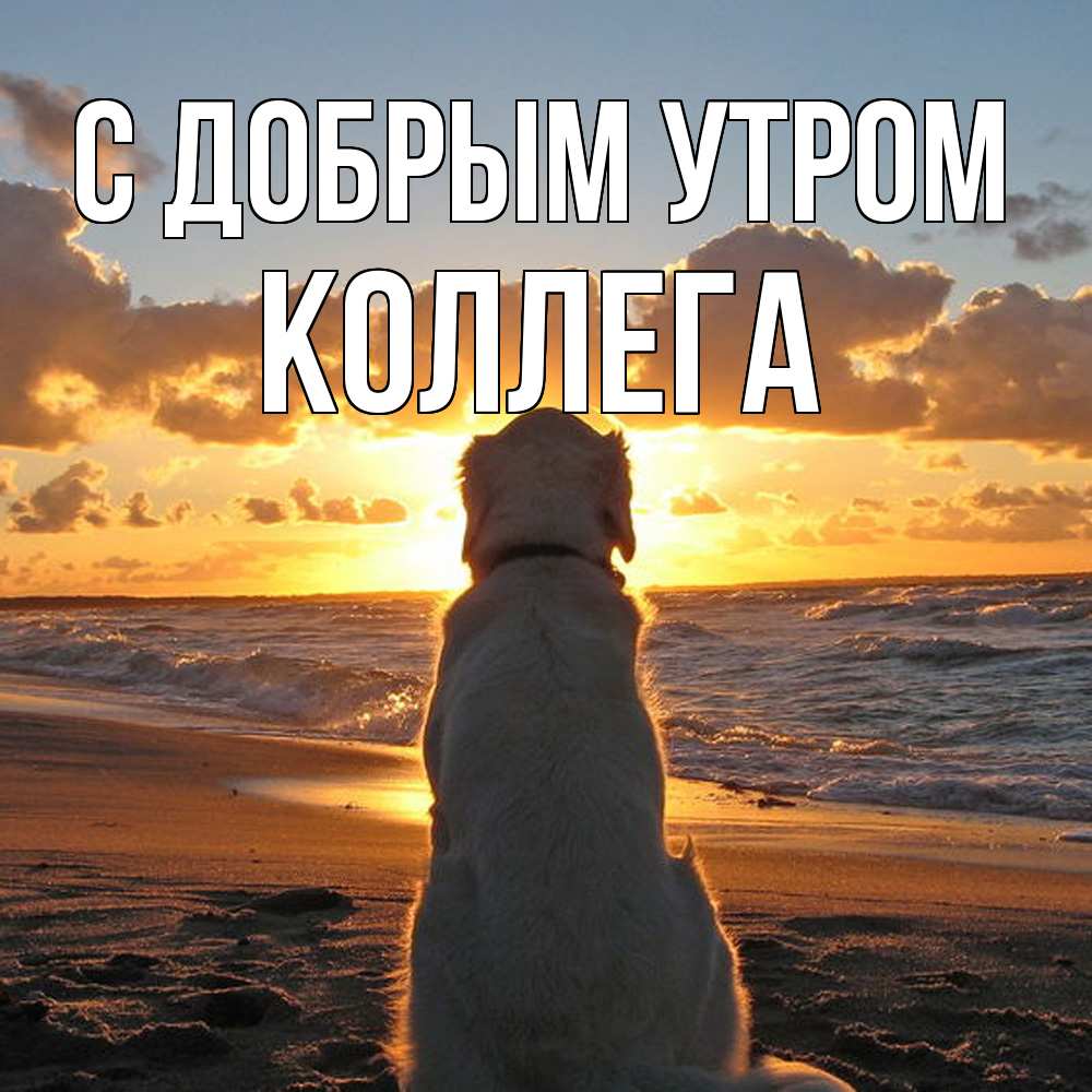 Открытка  с именем. коллега, С добрым утром  