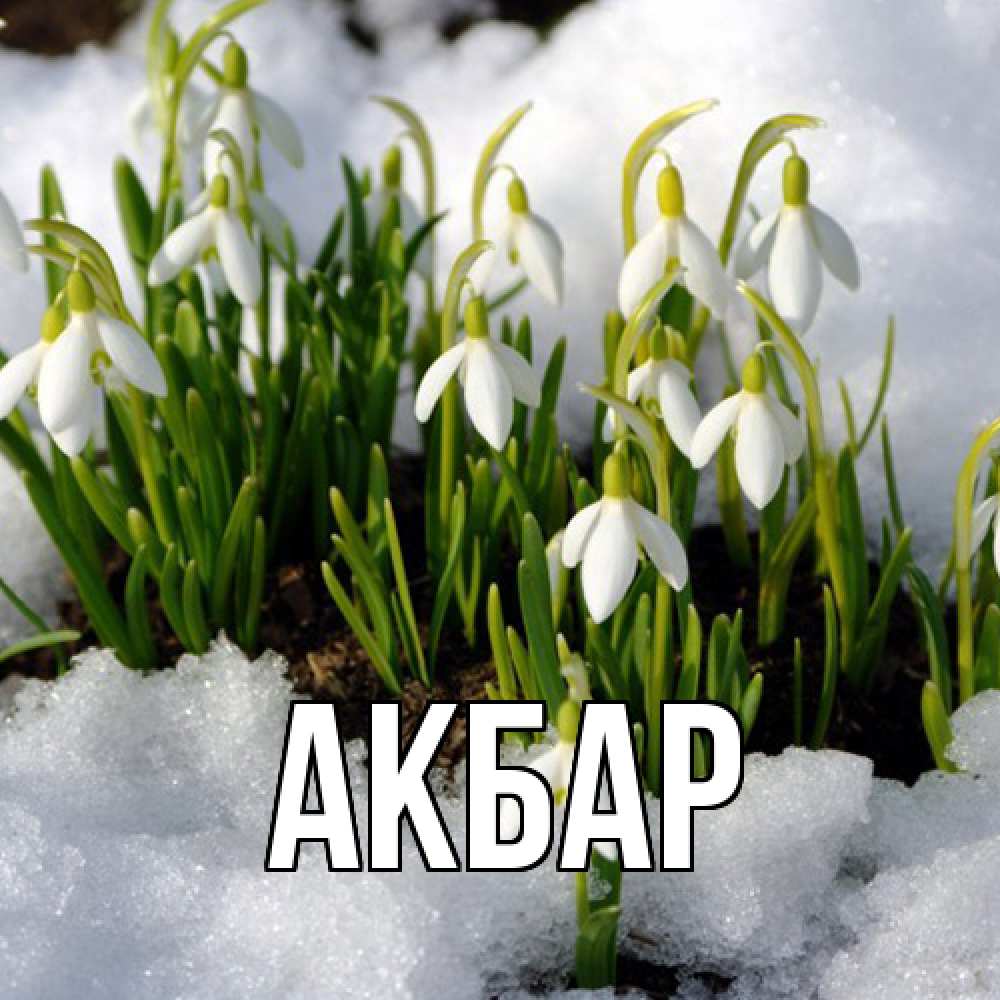 Открытка  с именем. Акбар, Главная  