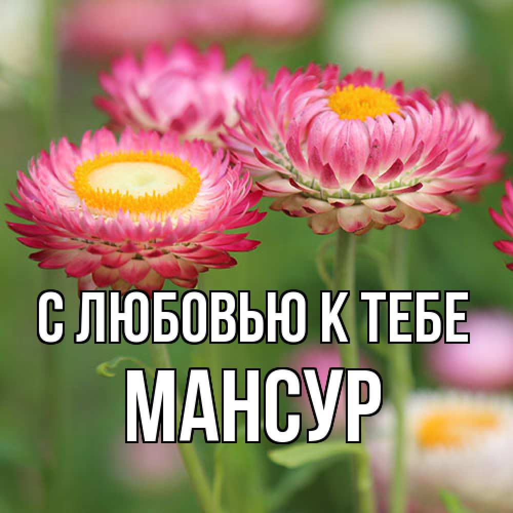 Открытка  с именем. Мансур, С любовью к тебе  