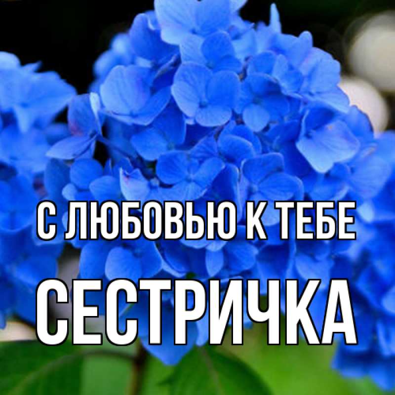 Картинка С любовью к тебе, Сестричка