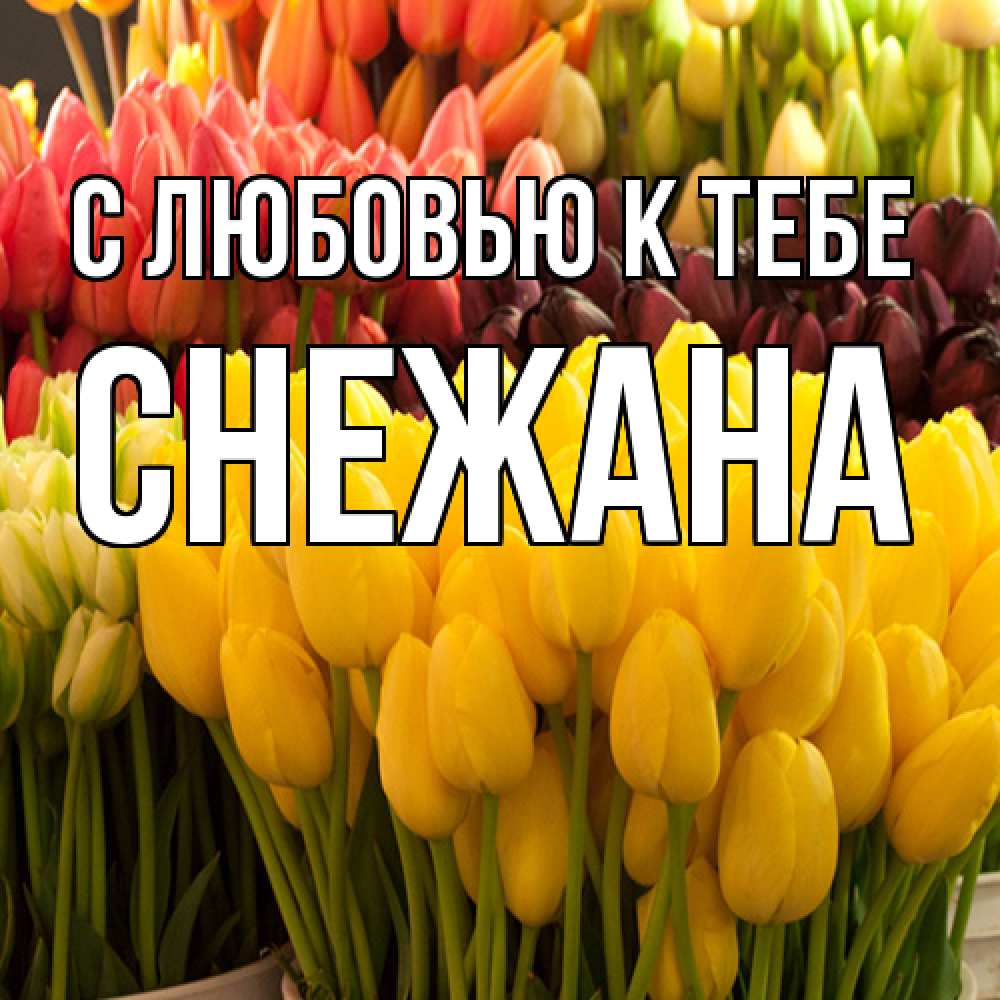 Открытка  с именем. Снежана, С любовью к тебе  