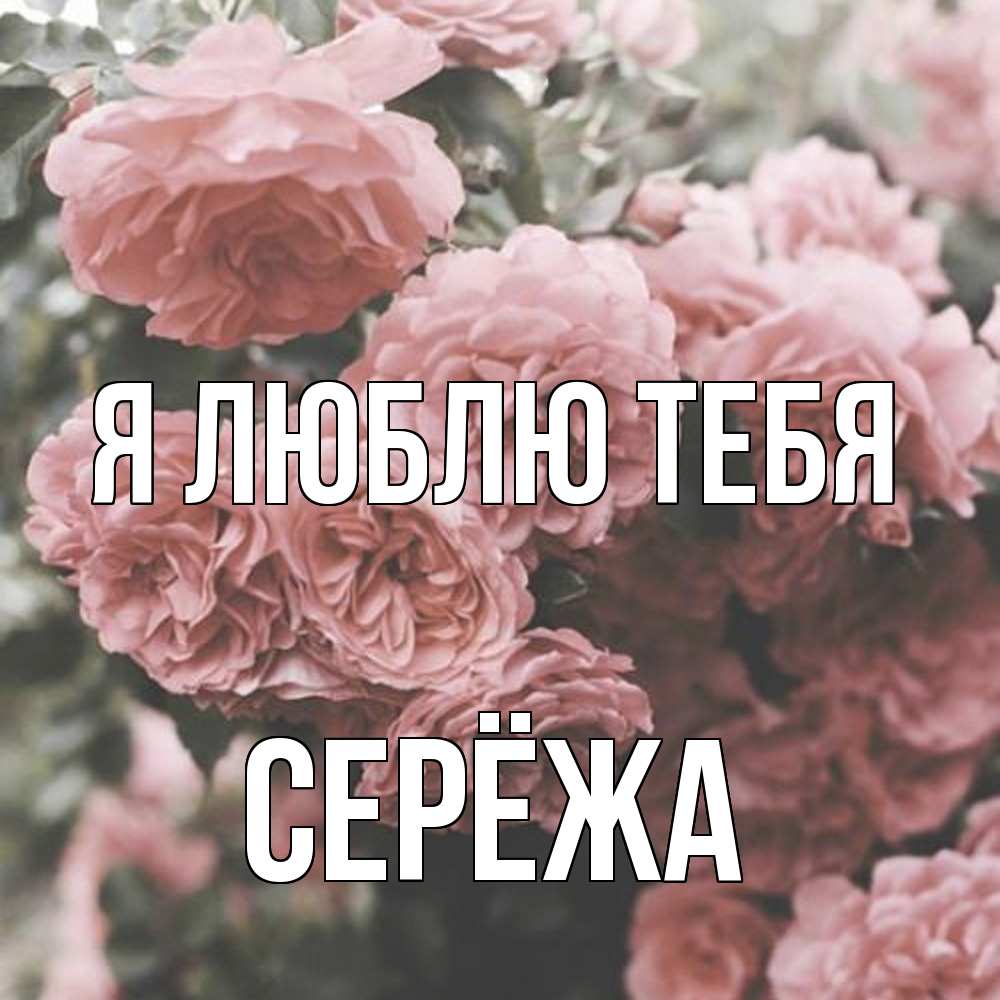 Открытка  с именем. Серёжа, Я люблю тебя  