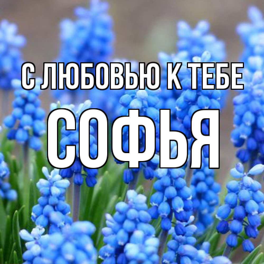 Открытка  с именем. Софья, С любовью к тебе  