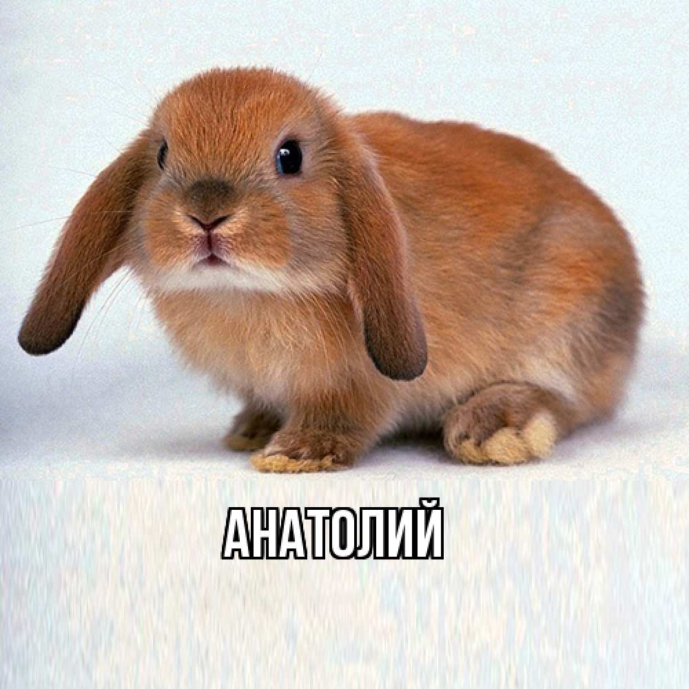 Открытка  с именем. Анатолий, Главная  