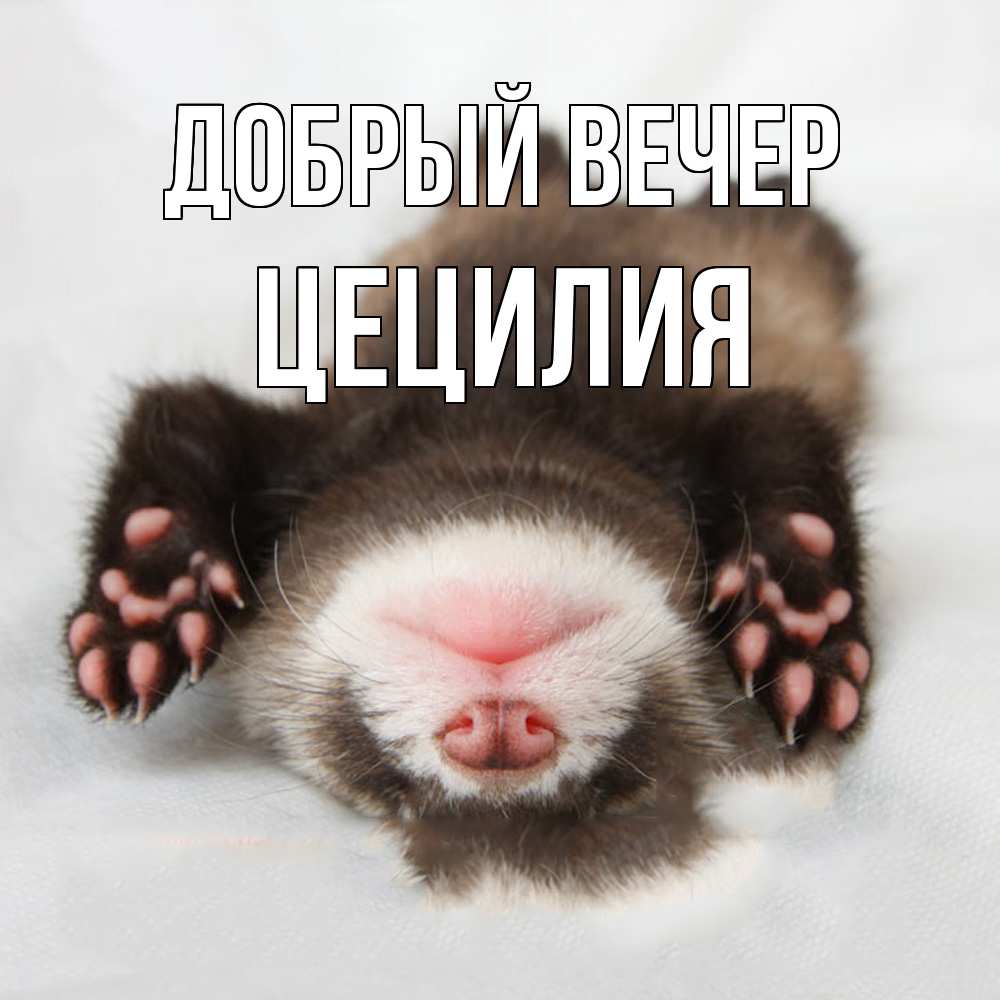 Открытка  с именем. Цецилия, Добрый вечер  