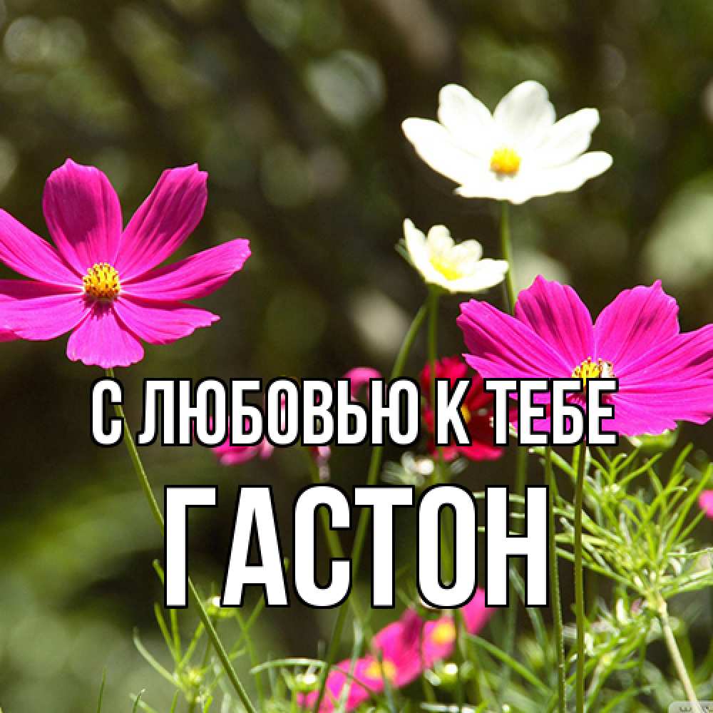 Открытка  с именем. Гастон, С любовью к тебе  