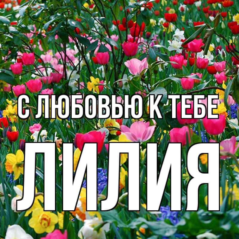 Картинка С любовью к тебе, ЛИлия