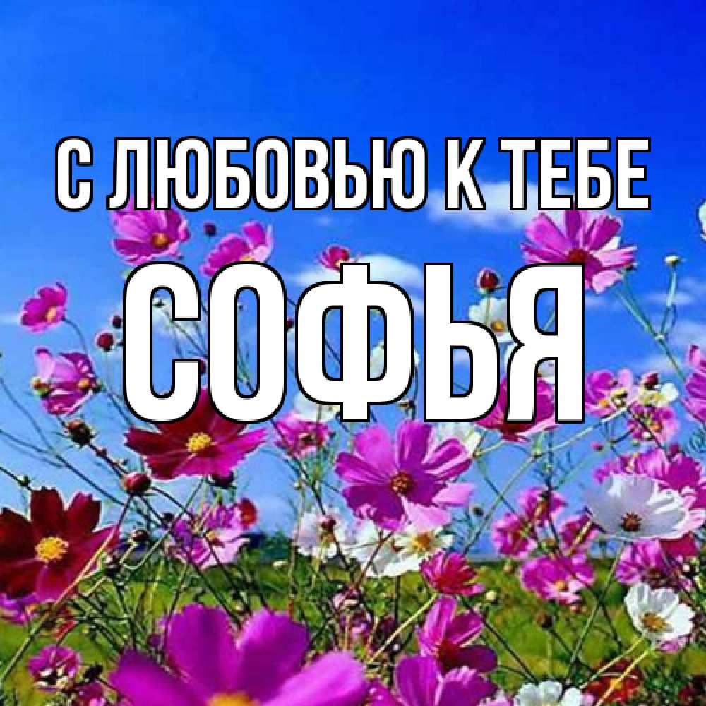 Открытка  с именем. Софья, С любовью к тебе  