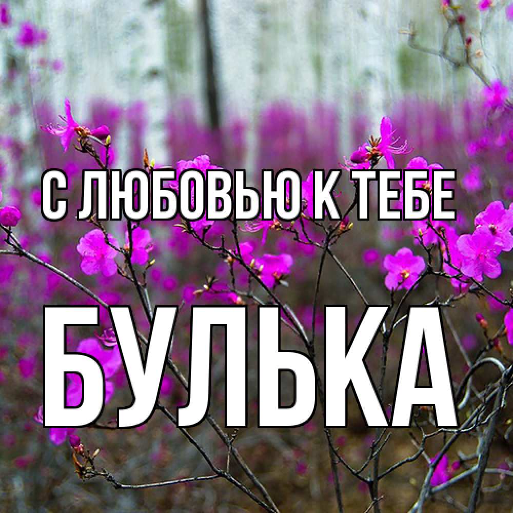 Открытка  с именем. Булька, С любовью к тебе  