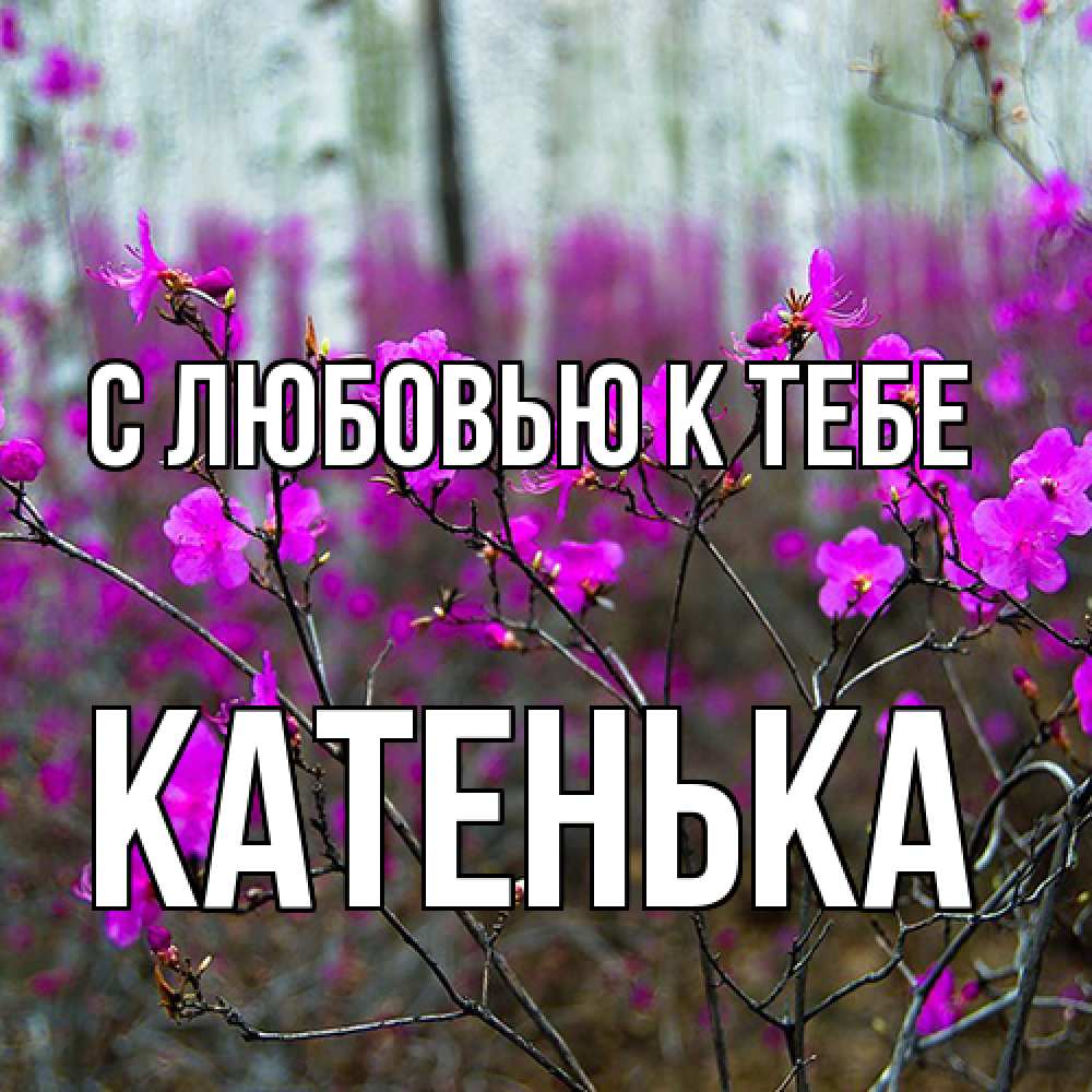 Открытка  с именем. Катенька, С любовью к тебе  