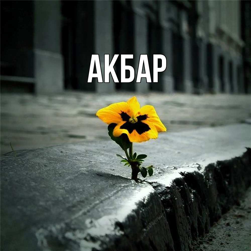 Открытка  с именем. Акбар, Главная  
