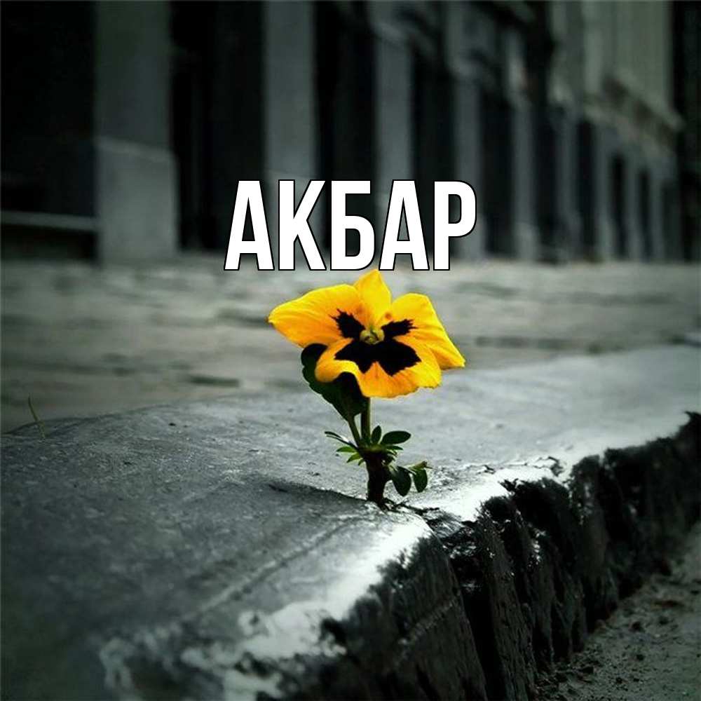 Открытка  с именем. Акбар, Главная  