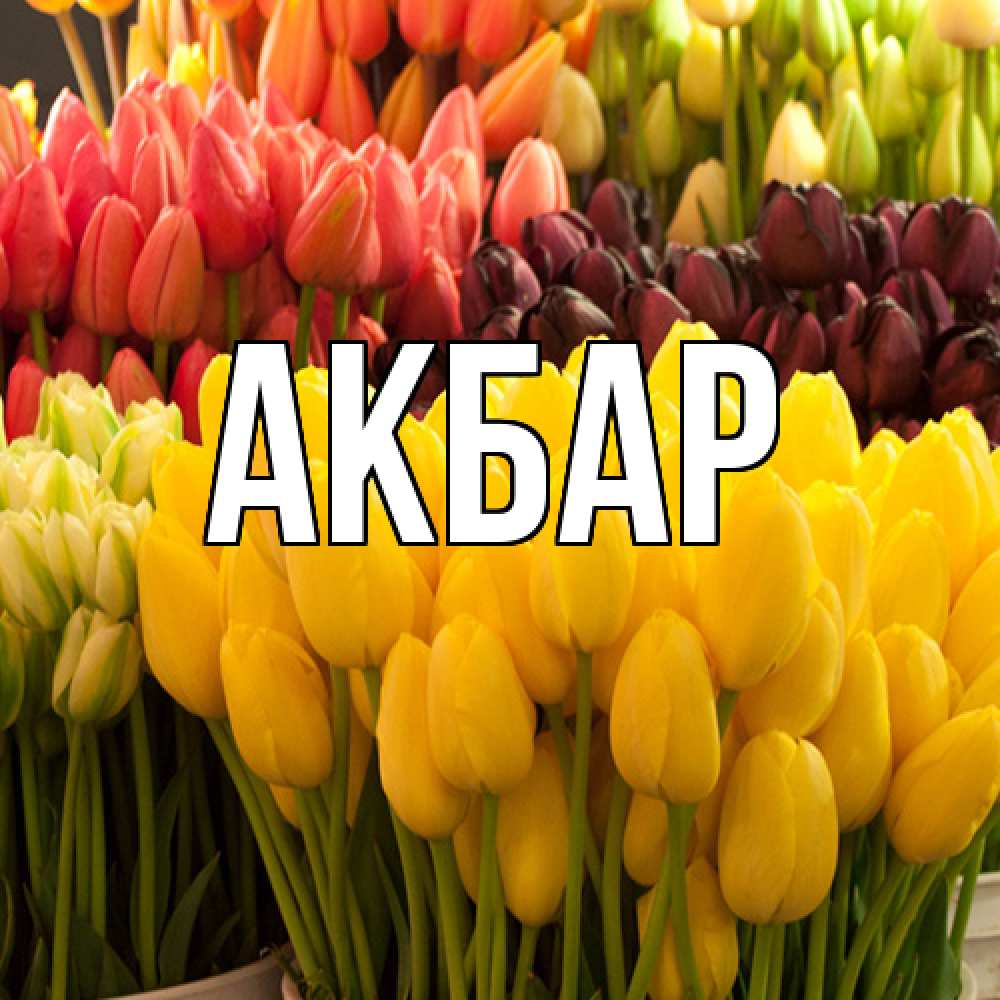 Открытка  с именем. Акбар, Главная  