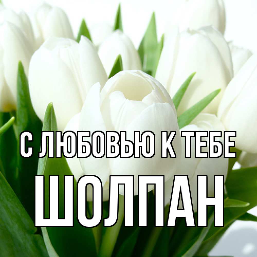Открытка  с именем. Шолпан, С любовью к тебе  