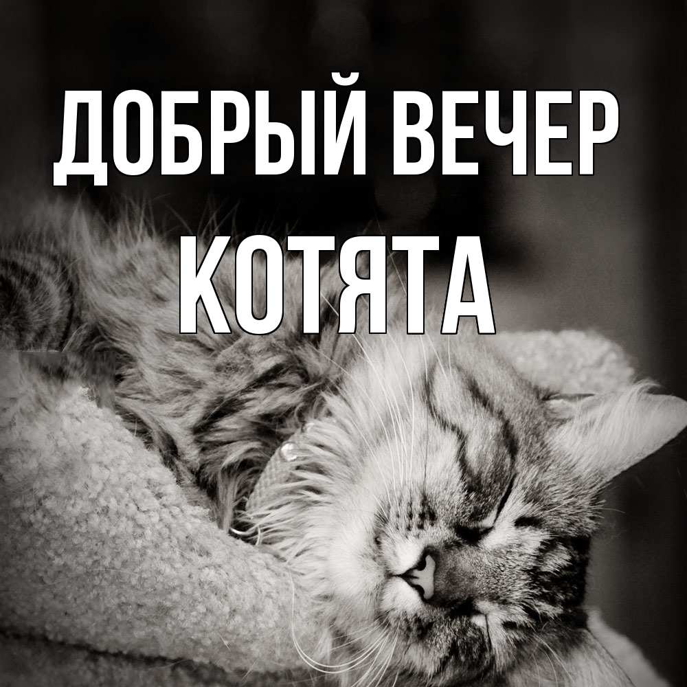Открытка  с именем. Котята, Добрый вечер  