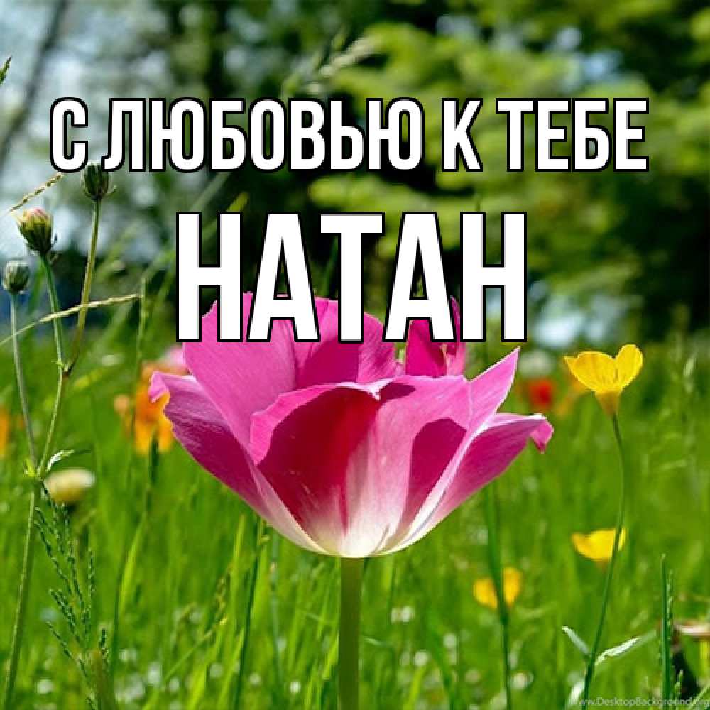 Открытка  с именем. Натан, С любовью к тебе  