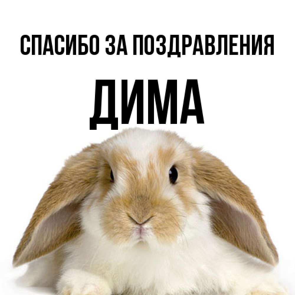 Открытка  с именем. Дима, Спасибо за поздравления  