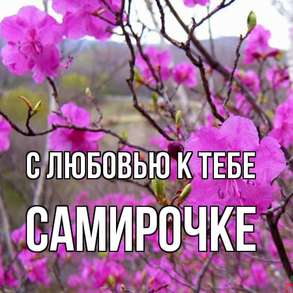 Открытка  с именем. самирочке, С любовью к тебе  