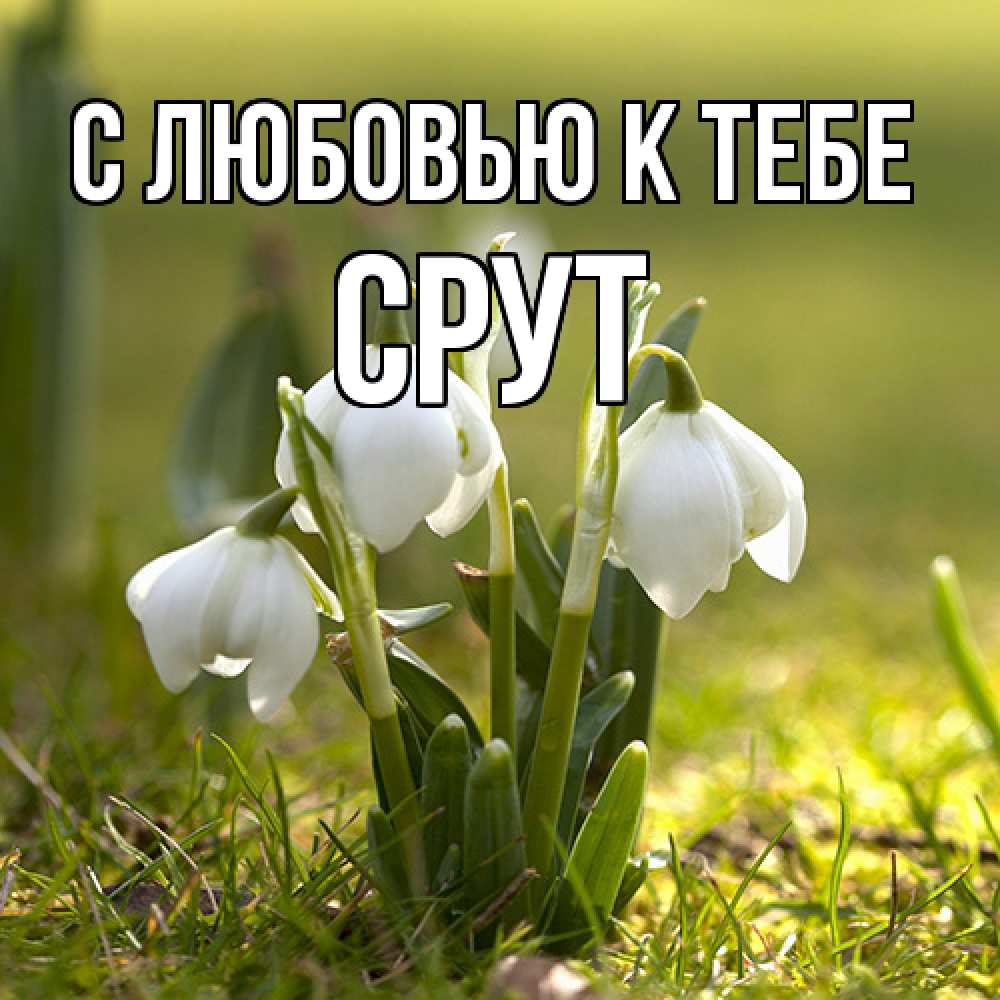 Открытка  с именем. срут, С любовью к тебе  