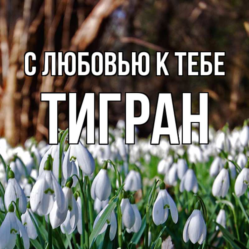 Картинка С любовью к тебе, Тигран