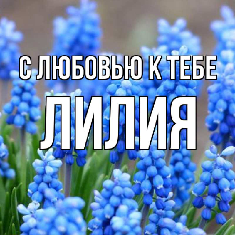 Картинка С любовью к тебе, ЛИлия