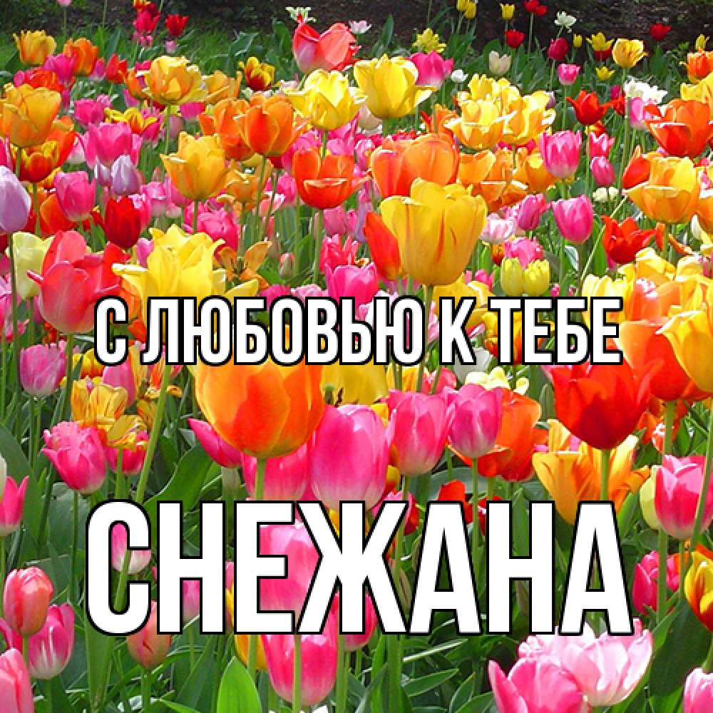 Открытка  с именем. Снежана, С любовью к тебе  