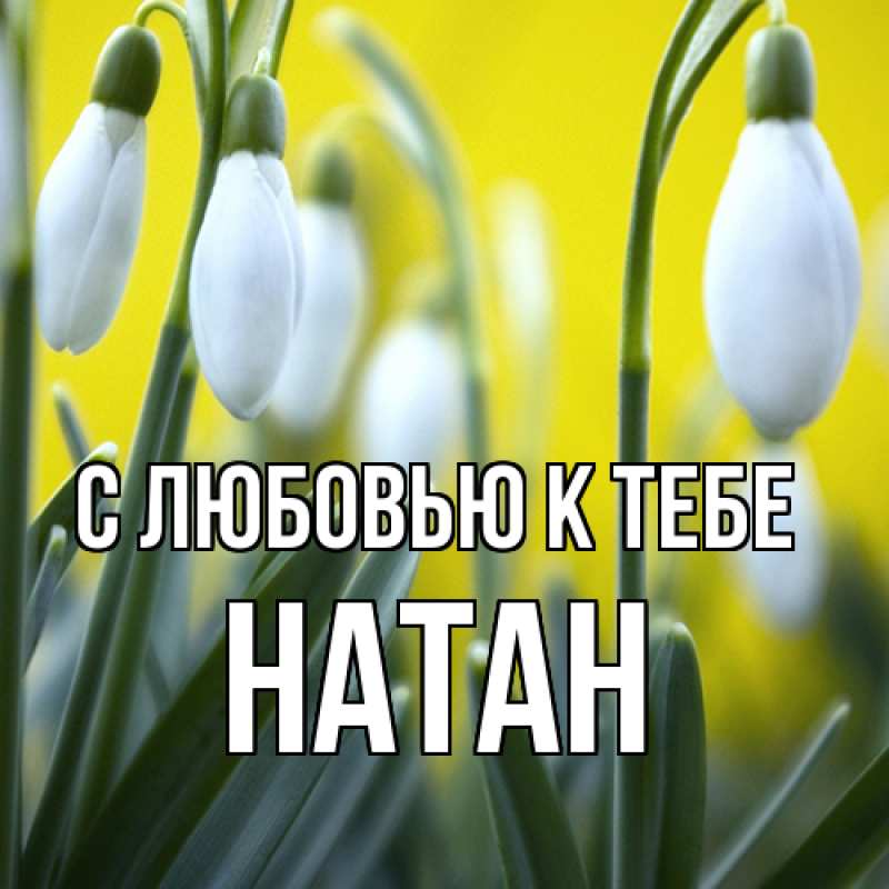 Картинка С любовью к тебе, Натан