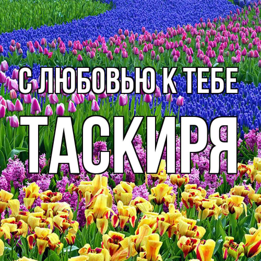 Открытка  с именем. Таскиря, С любовью к тебе  