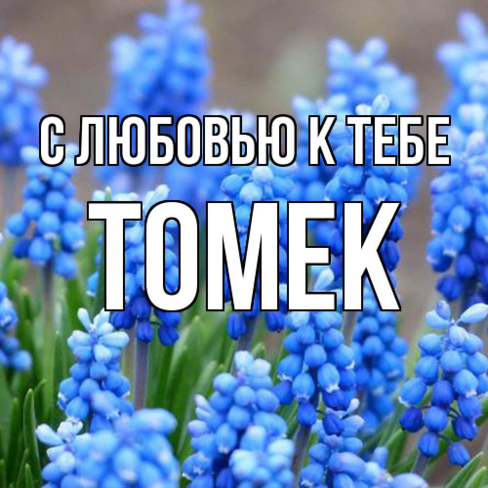 Открытка  с именем. Томек, С любовью к тебе  