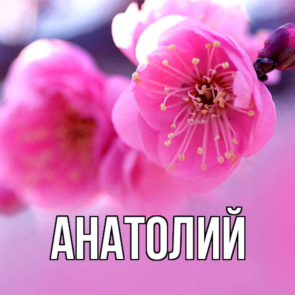 Открытка  с именем. Анатолий, Главная  