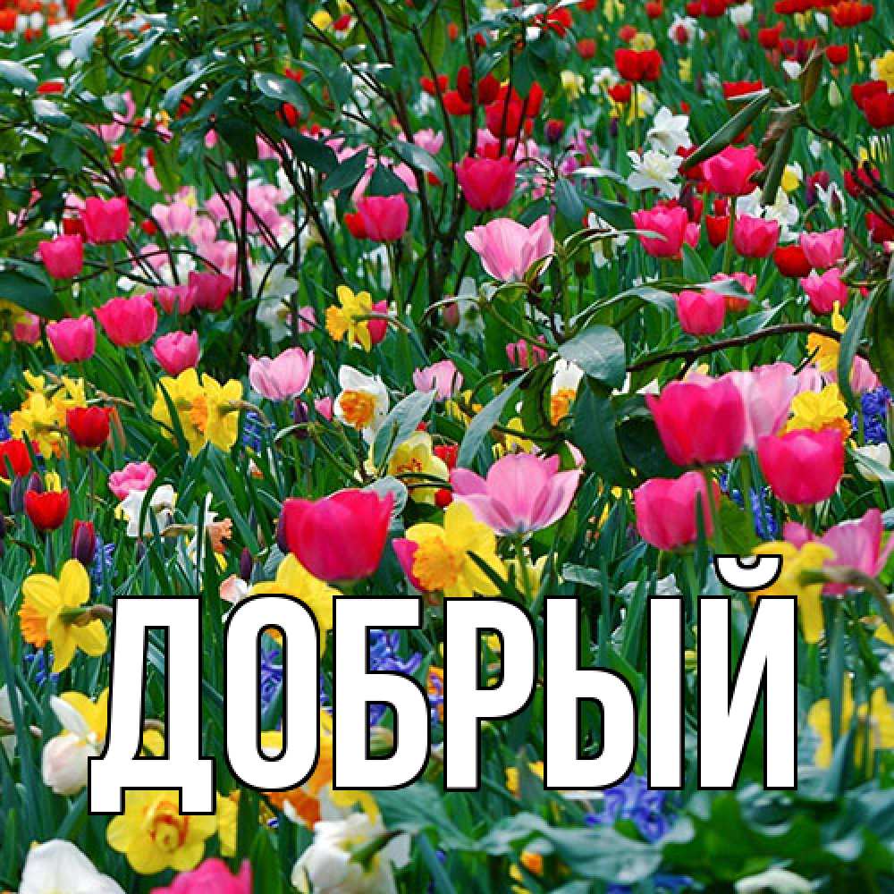 Открытка  с именем. Добрый, Главная  