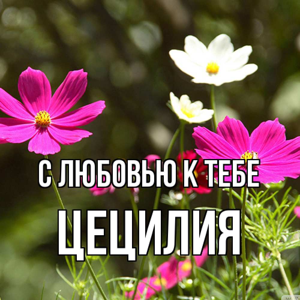 Открытка  с именем. Цецилия, С любовью к тебе  