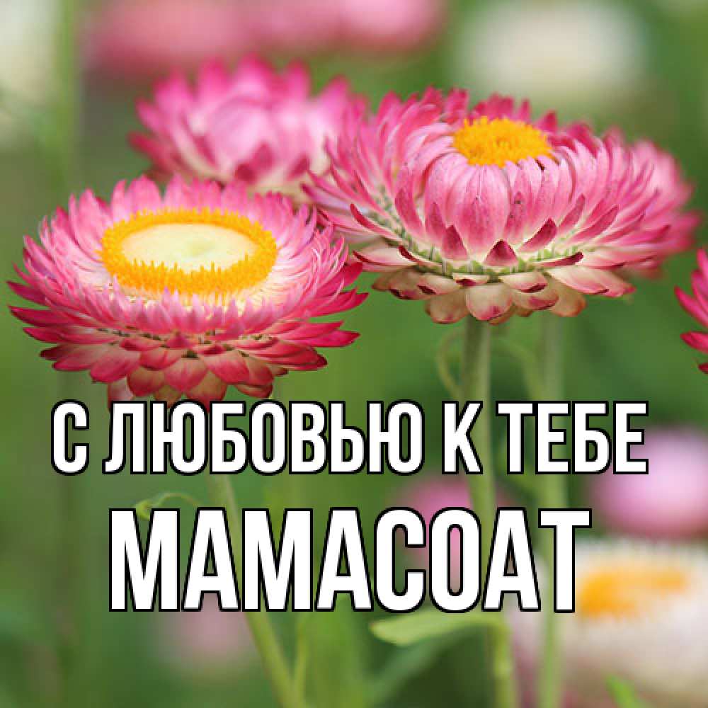 Открытка  с именем. Мамасоат, С любовью к тебе  