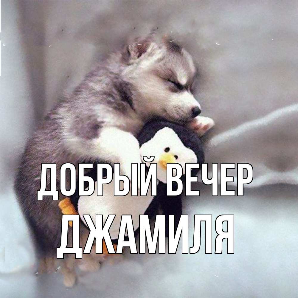 Открытка  с именем. Джамиля, Добрый вечер  