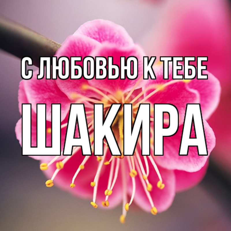 Картинка С любовью к тебе, Шакира