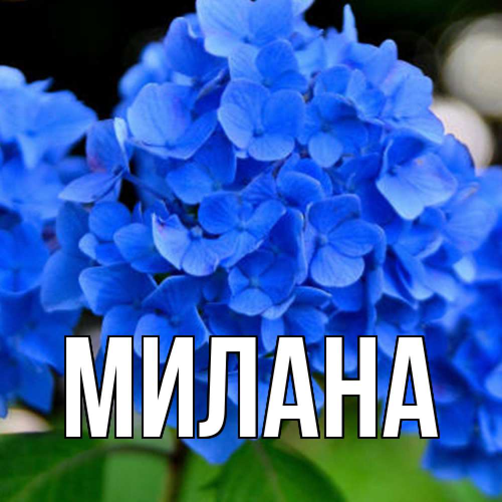 Открытка  с именем. Милана, Главная  