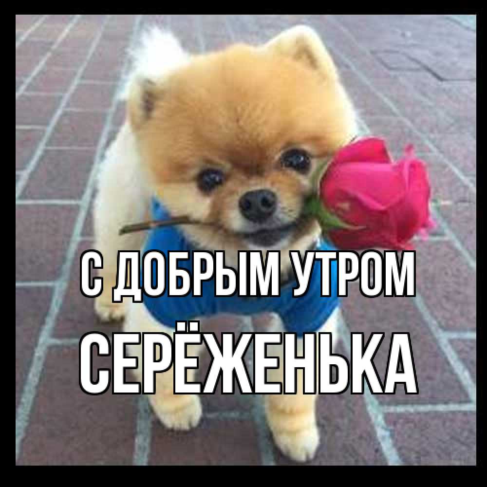 Открытка  с именем. Серёженька, С добрым утром  