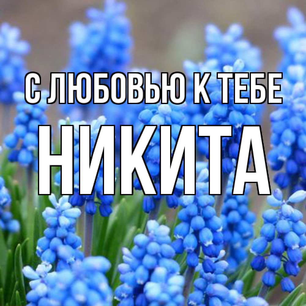 Открытка  с именем. Никита, С любовью к тебе  