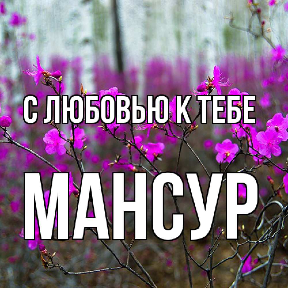 Открытка  с именем. Мансур, С любовью к тебе  