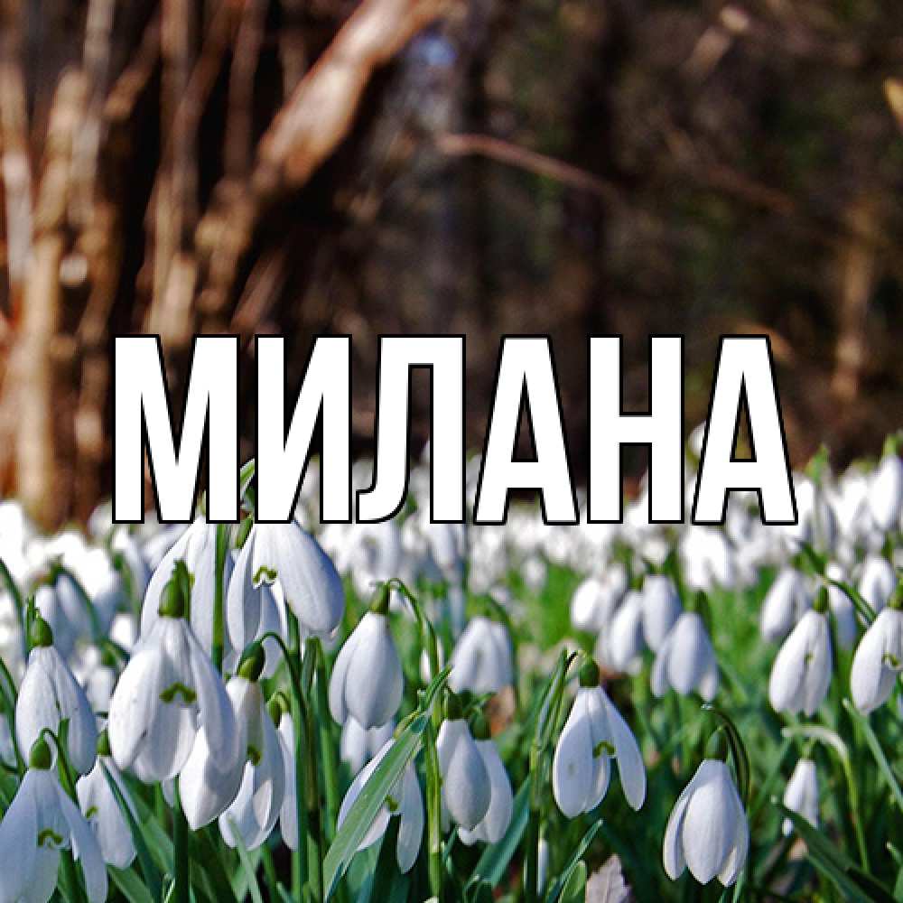 Открытка  с именем. Милана, Главная  