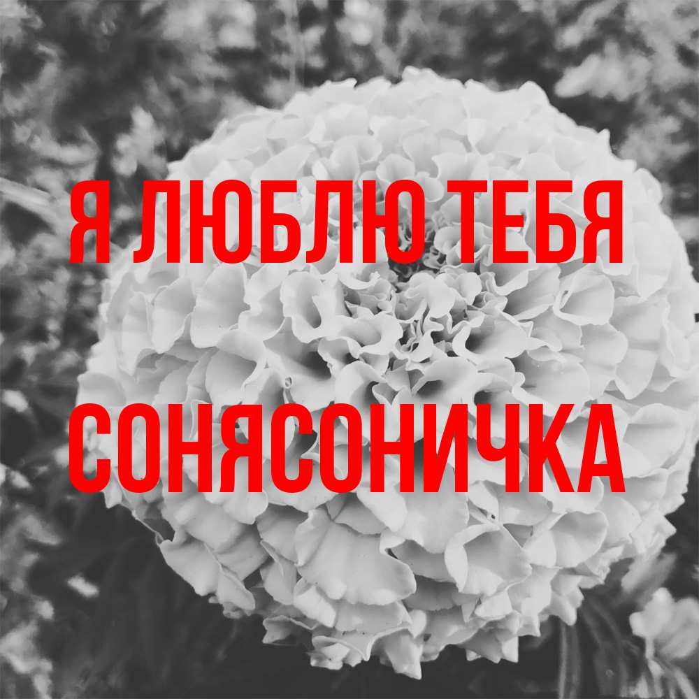 Открытка  с именем. Сонясоничка, Я люблю тебя  