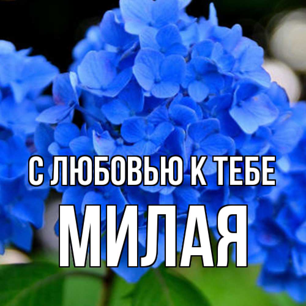 Открытка  с именем. МИЛАЯ, С любовью к тебе  