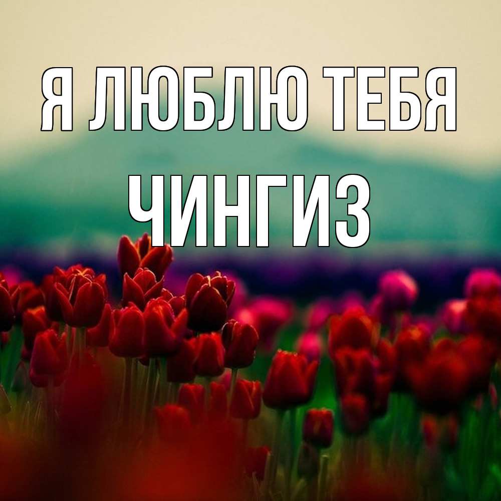 Открытка  с именем. Чингиз, Я люблю тебя  